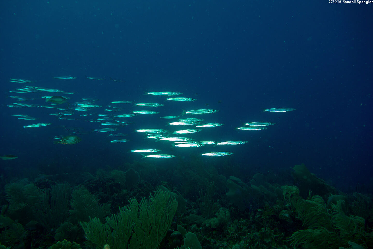 Sphyraena picudilla (Southern Sennet)