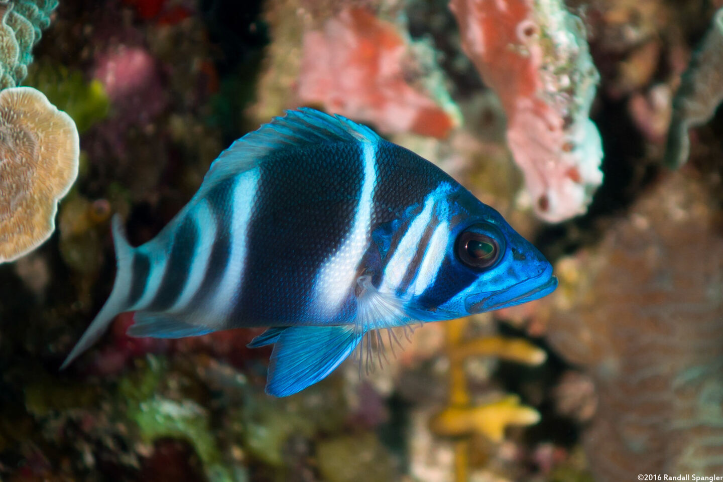 Hypoplectrus indigo (Indigo Hamlet)