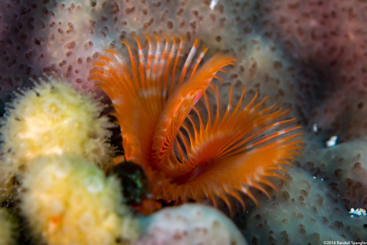 Pomatostegus stellatus (Star Horseshoe Worm)