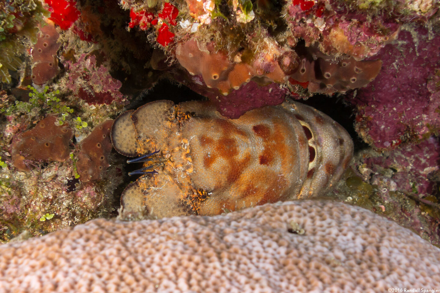 Scyllarides aequinoctialis (Spanish Slipper Lobster)