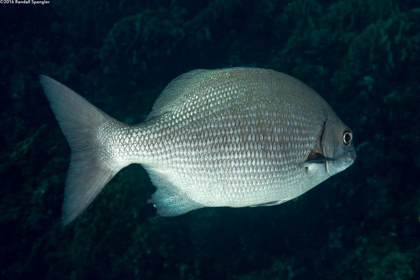 Kyphosus cinerascens (Topsail Chub)