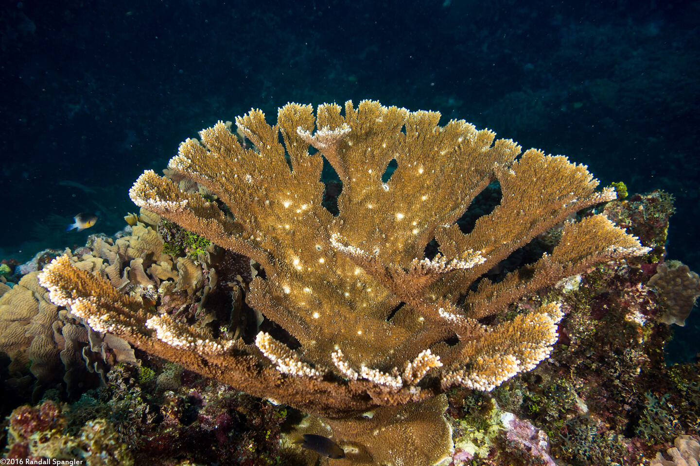 Acropora palmata (Elkhorn Coral)