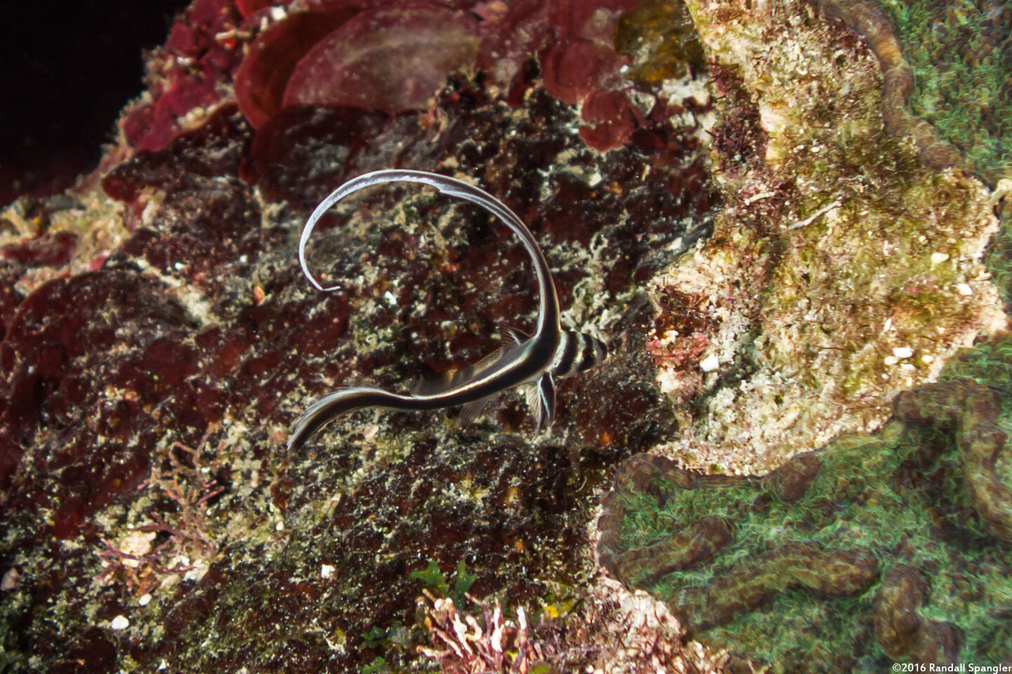 Equetas punctatus (Spotted Drum)