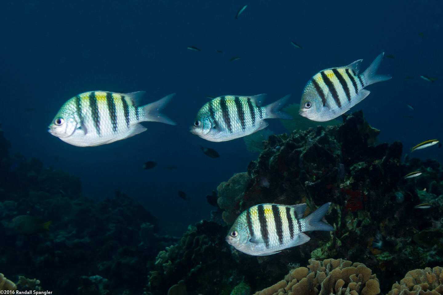 Abudefduf saxatilis (Sergeant Major)