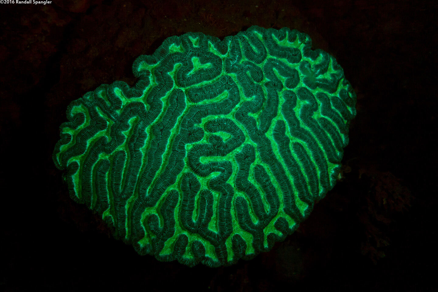 Colpophyllia natans (Boulder Brain Coral)