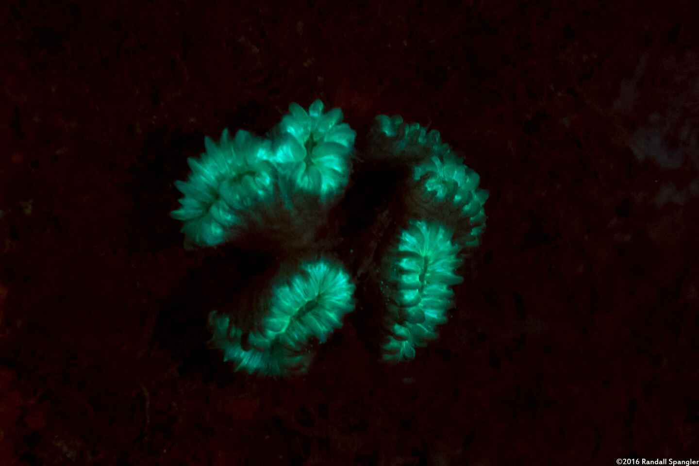 Eusmilia fastigiata (Smooth Flower Coral)