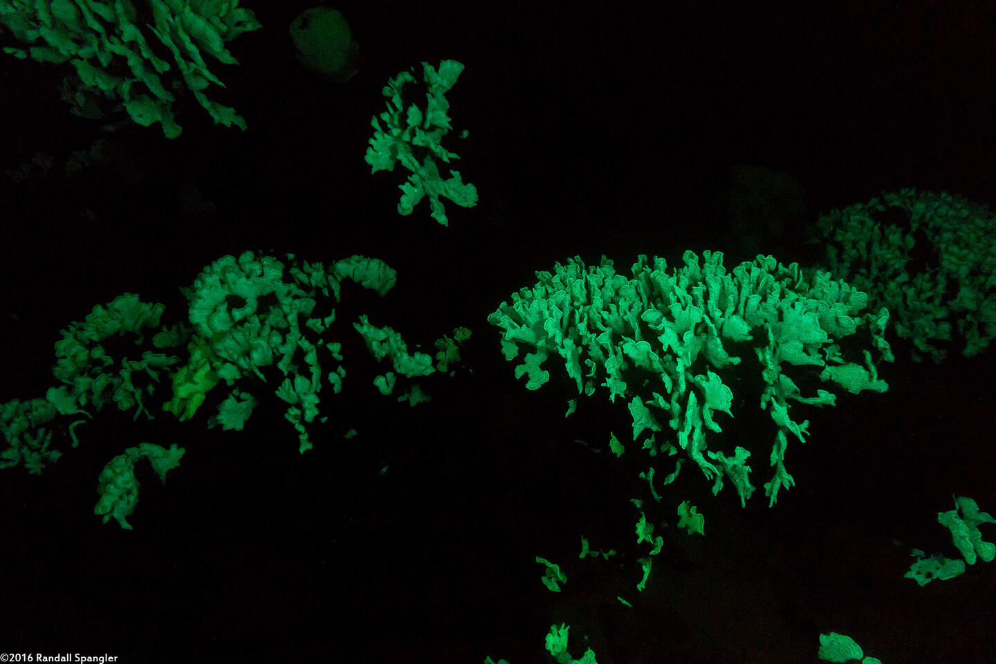 Agaricia tenuifolia (Thin Leaf Lettuce Coral)