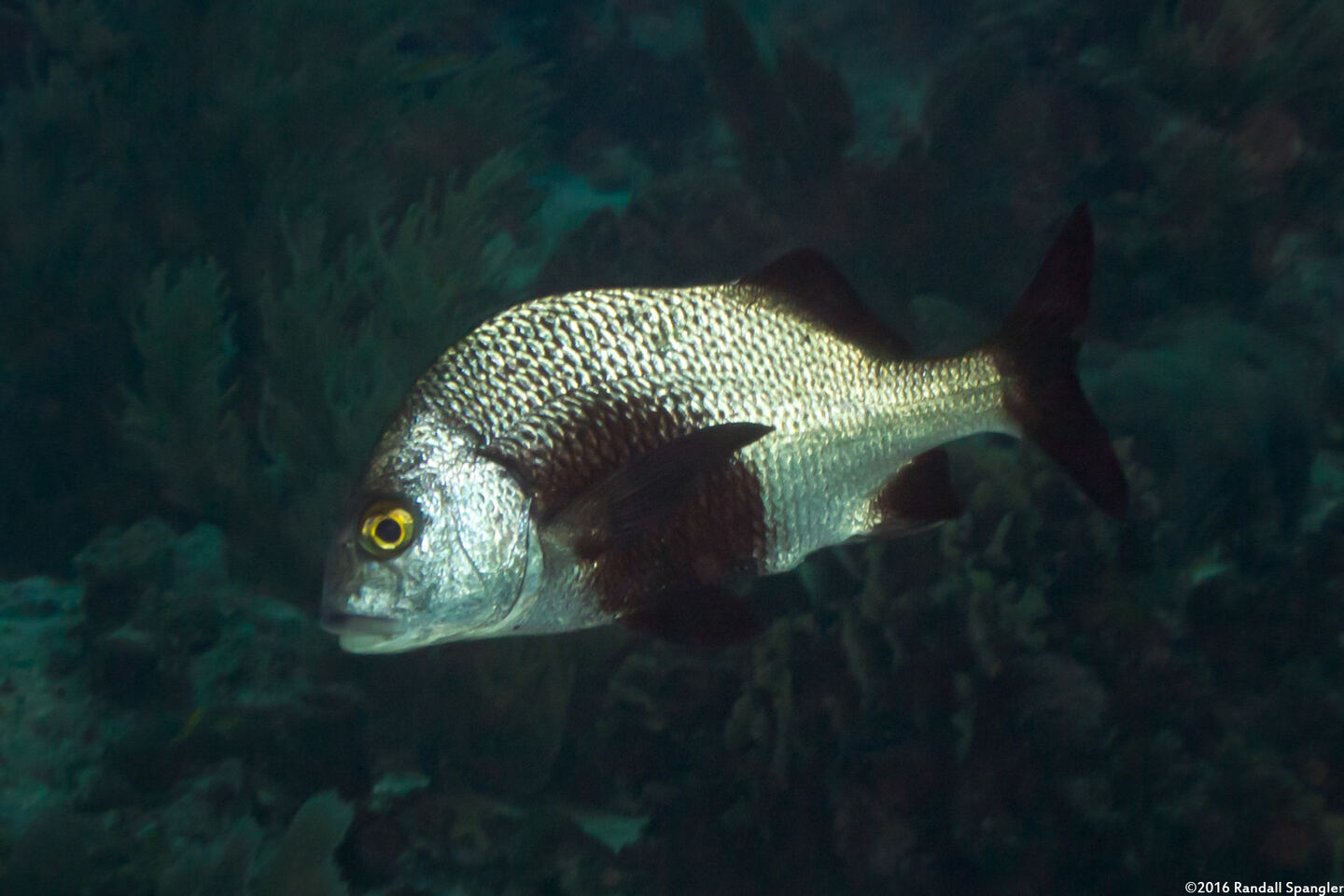 Anisotremus surinamensis (Black Margate)