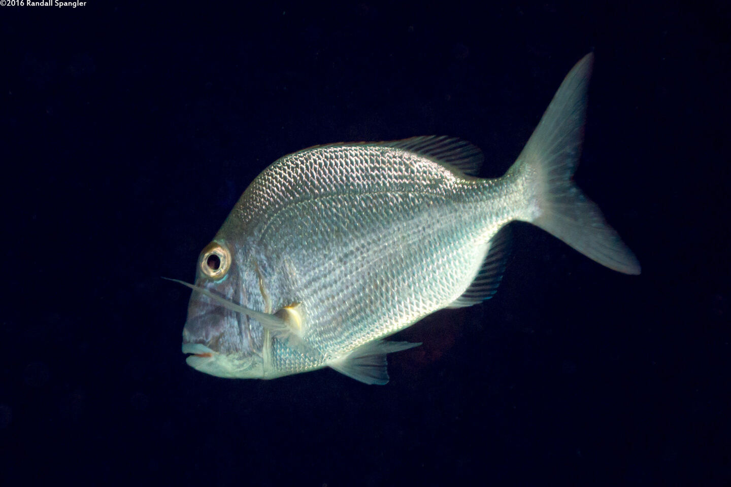Calamus bajonado (Jolthead Porgy)