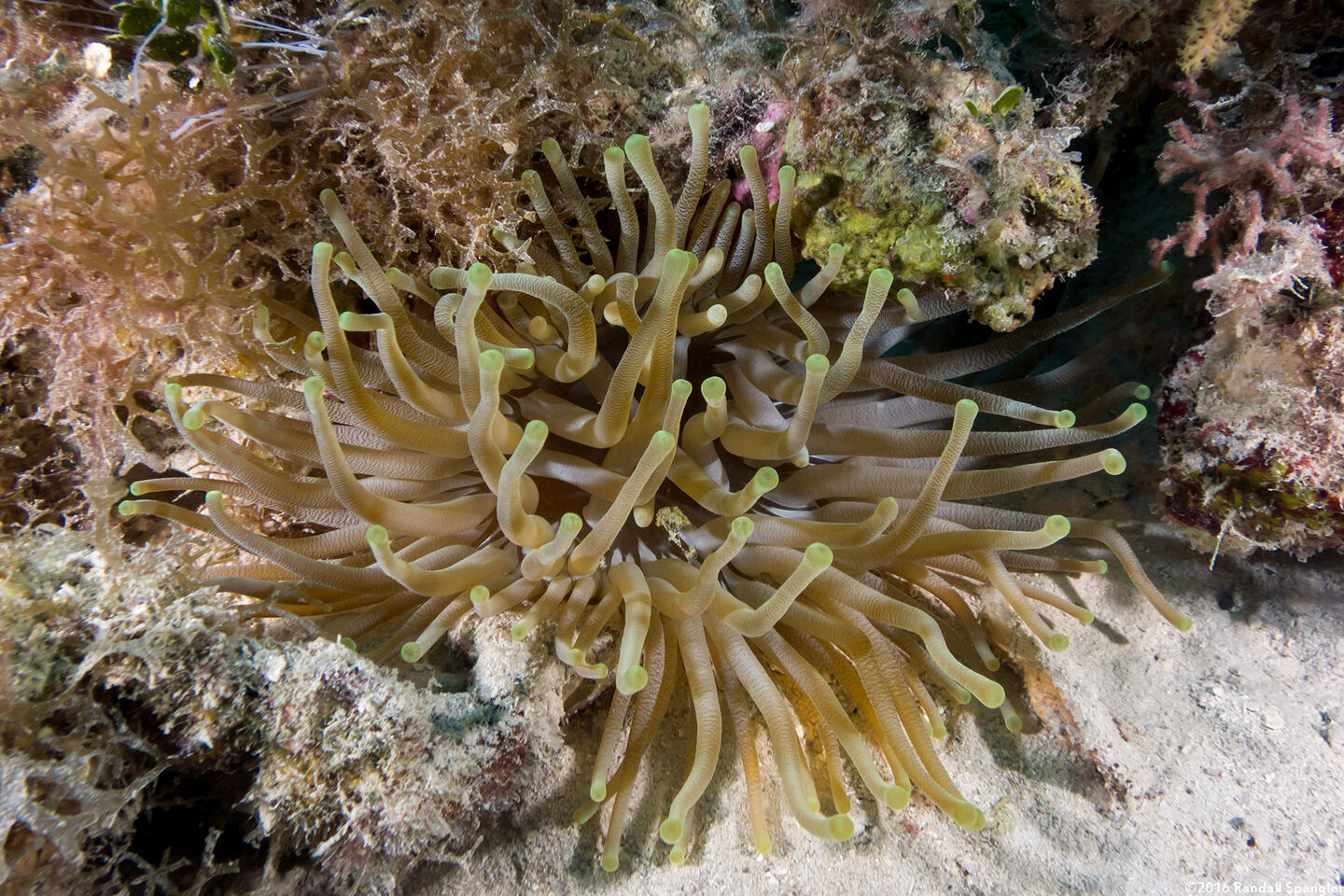 Condylactis gigantea (Giant Anemone)