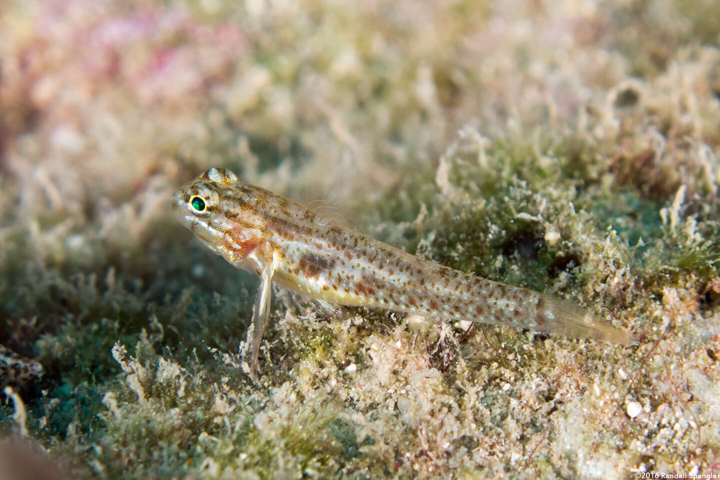 Coryphopterus glaucofraenum (Bridled Goby)
