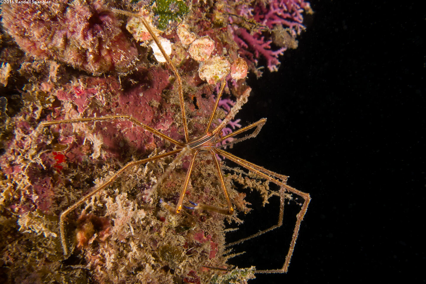 Stenorhynchus seticornis (Yellowline Arrow Crab)