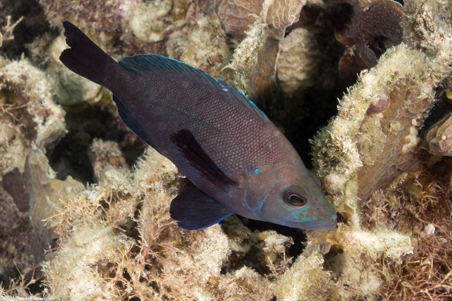 Hypoplectrus nigricans (Black Hamlet)