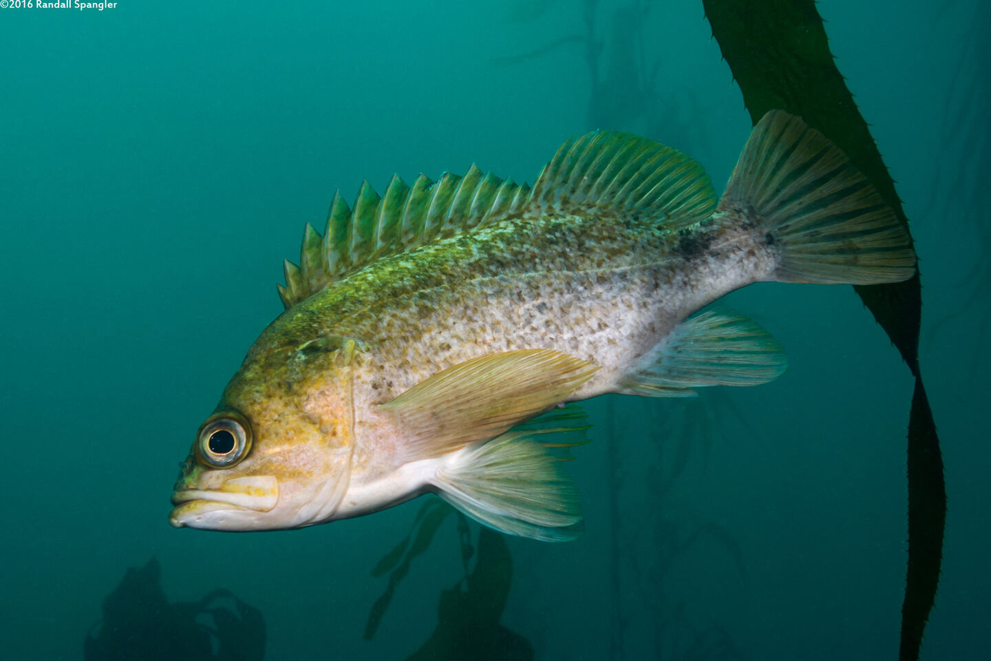 Sebastes atrovirens (Kelp Rockfish)