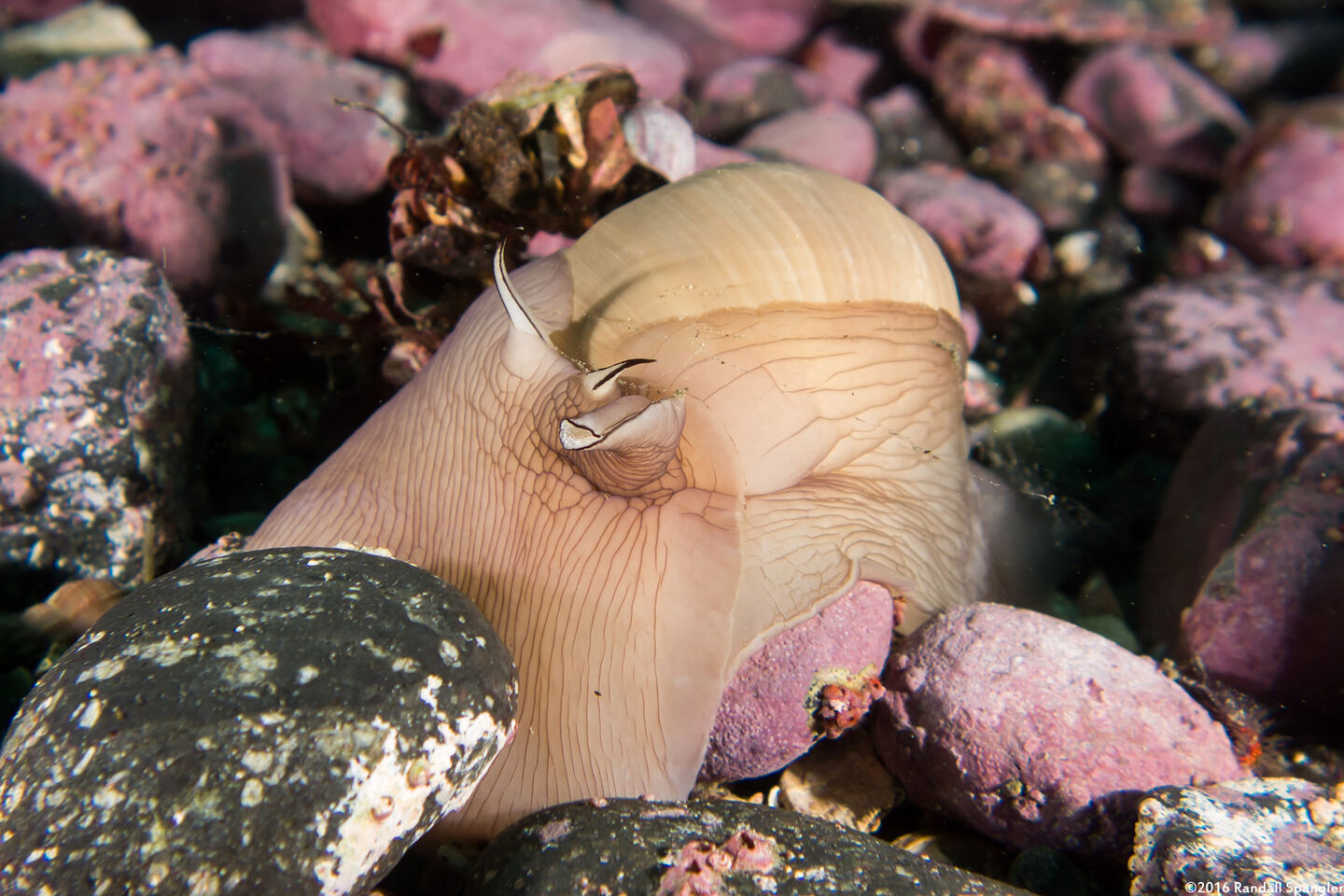 Neverita lewisii (Lewis's Moon Snail)