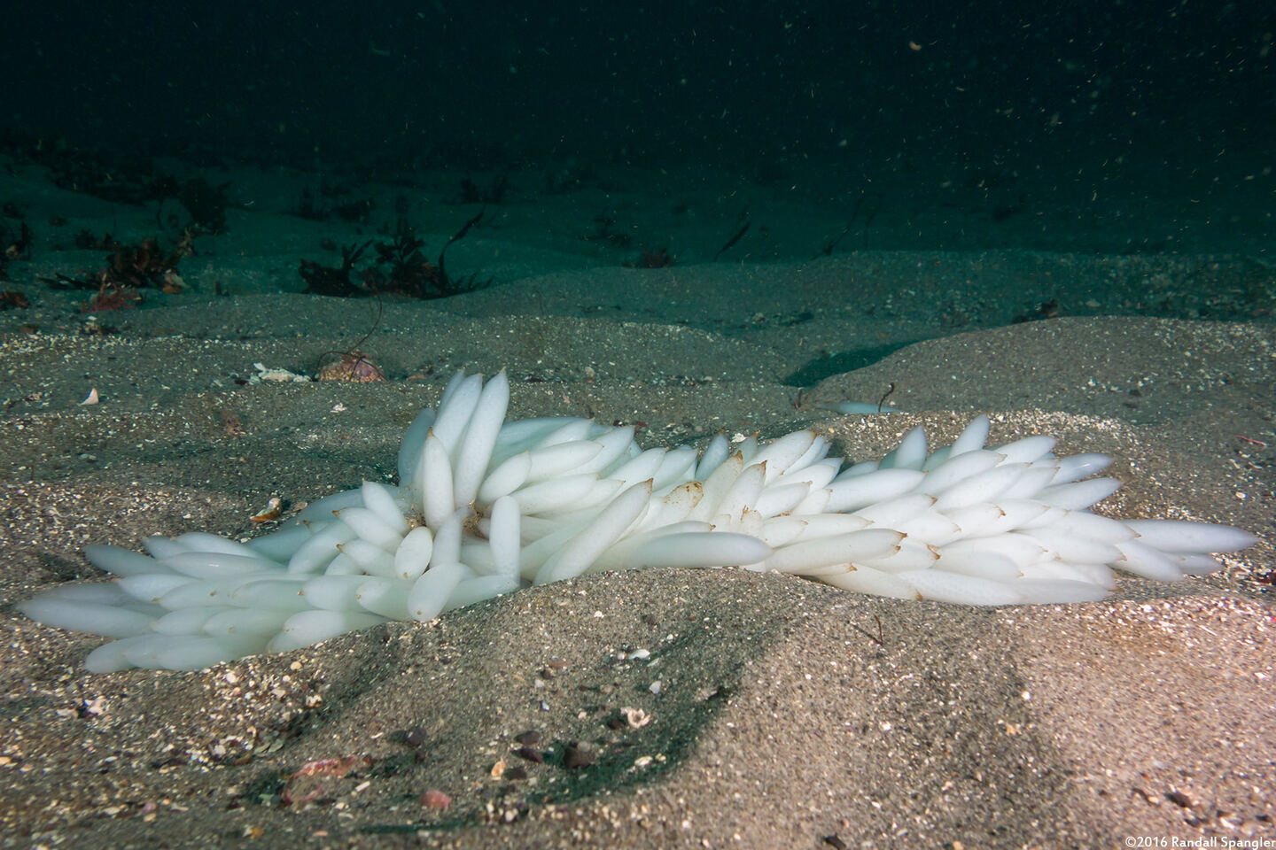 Doryteuthis opalescens (Market Squid)