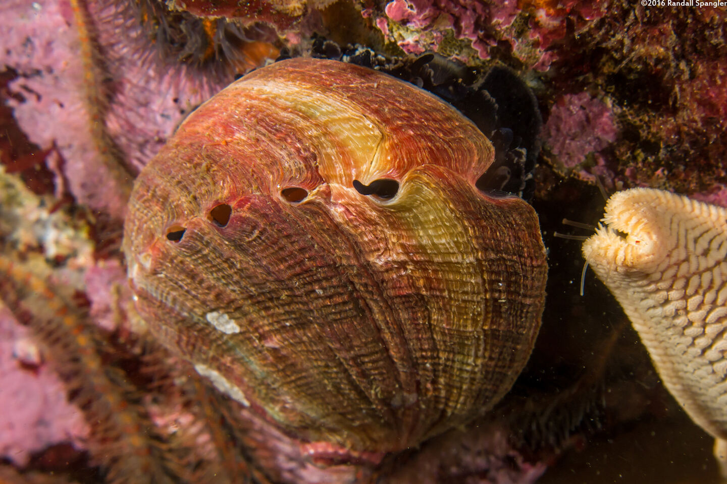 Haliotis rufescens (Red Abalone)