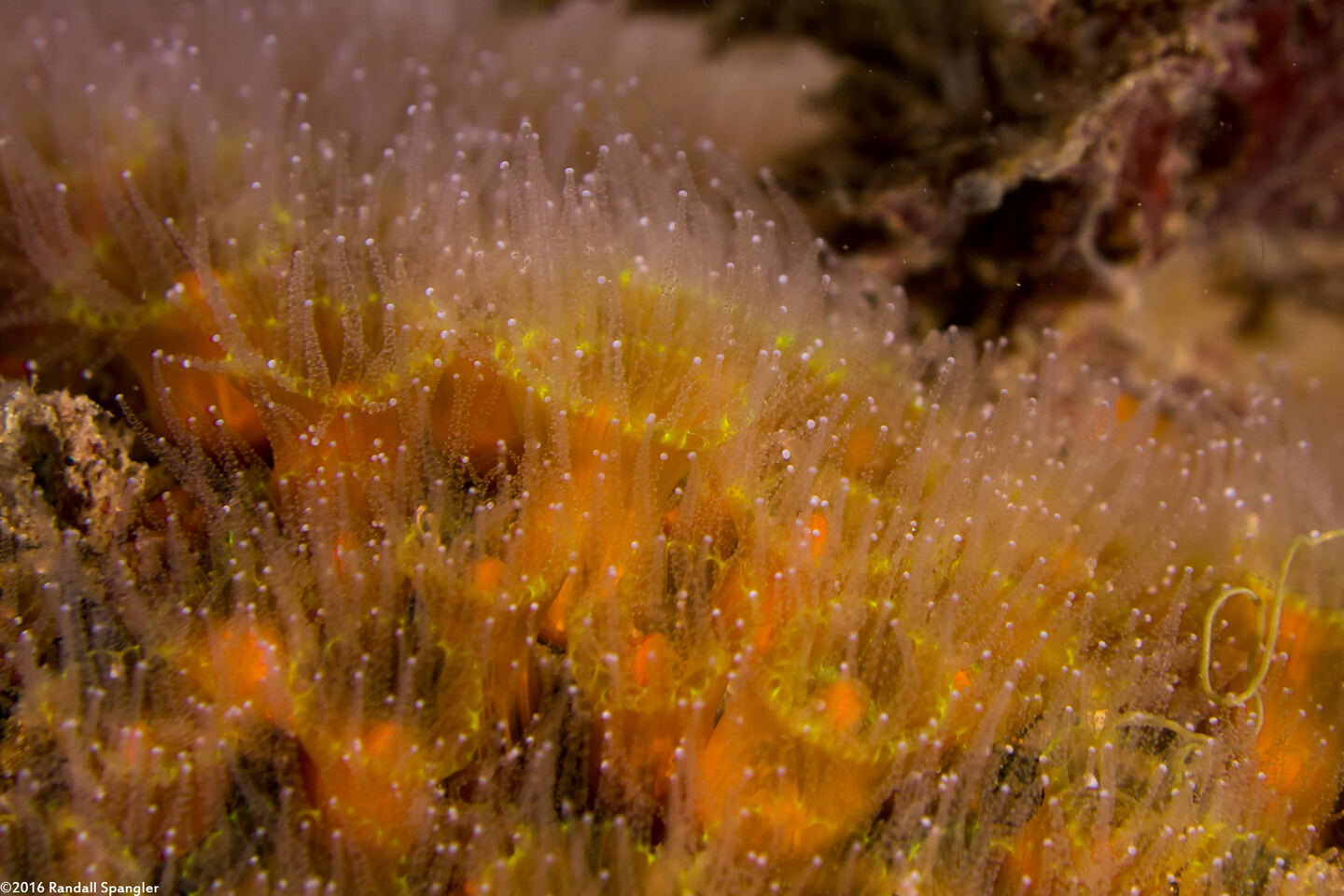 Astrangia haimei (Astrangia Haimei)