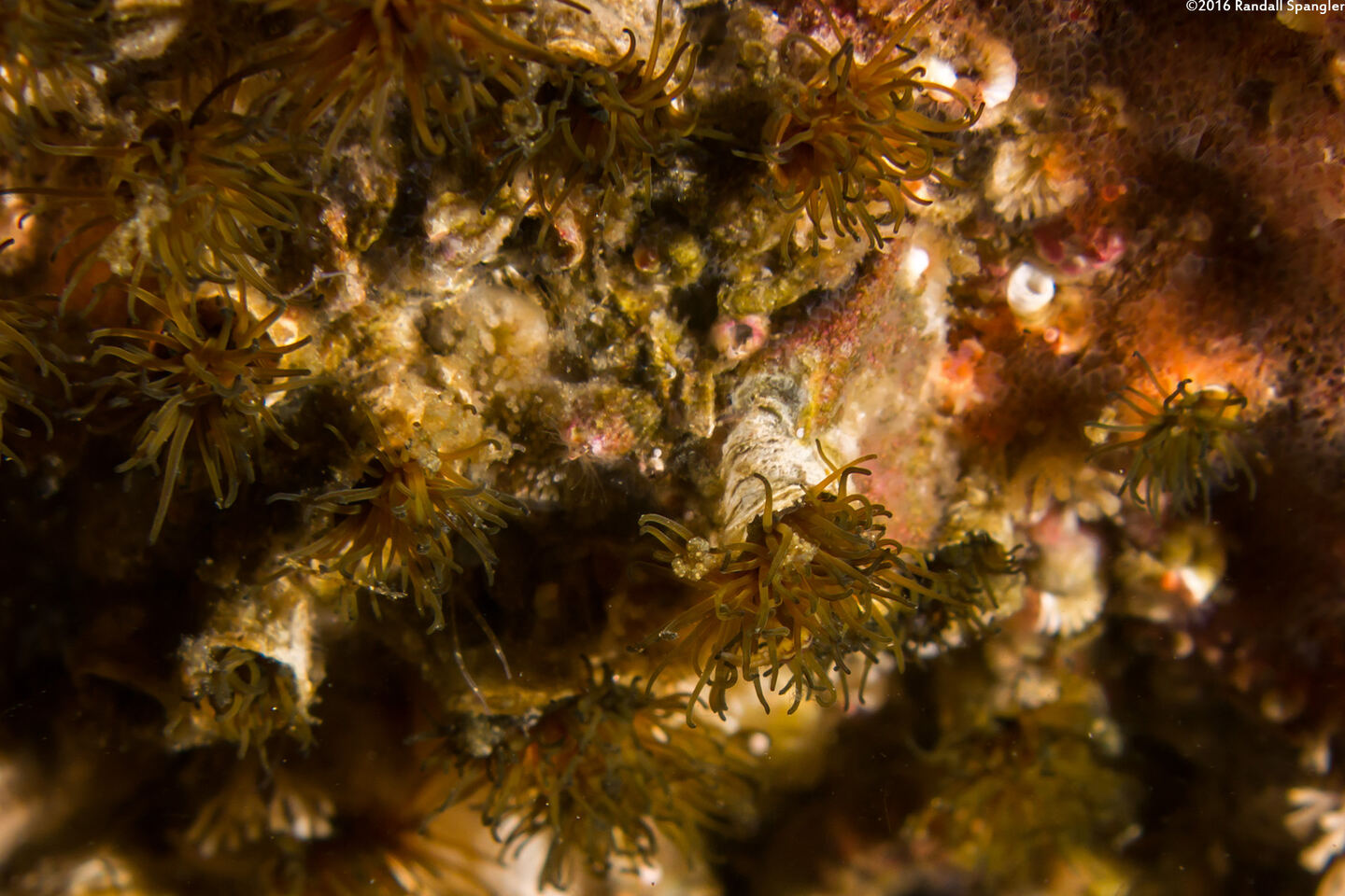 Dodecaceria pacifica (Colonial Tube Worm)