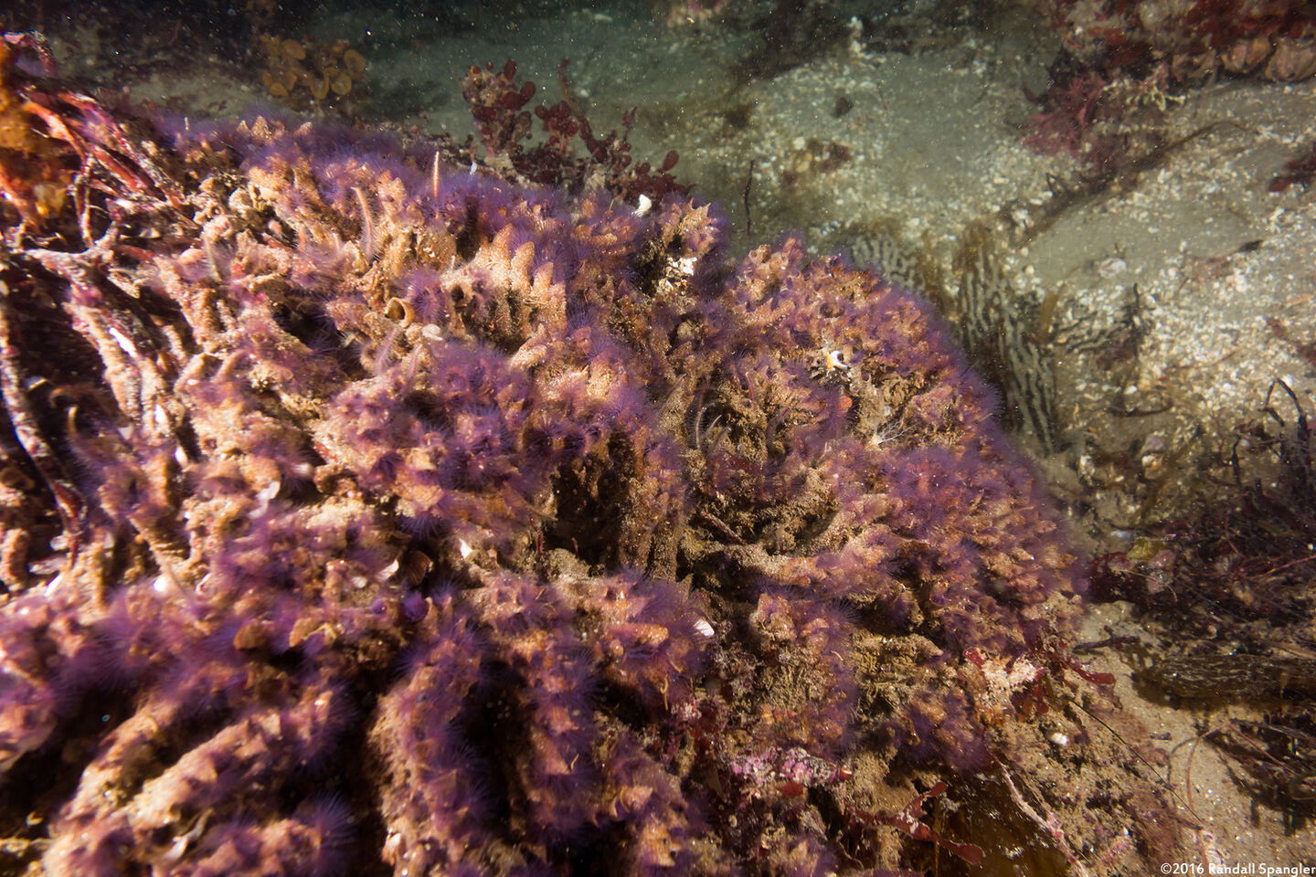 Phragmatopoma californica (Sandcastle Worm)