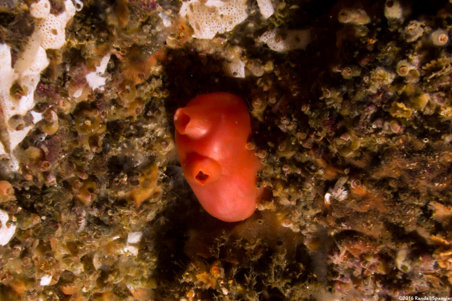 Cnemidocarpa finmarkiensis (Shiny Orange Sea Squirt)