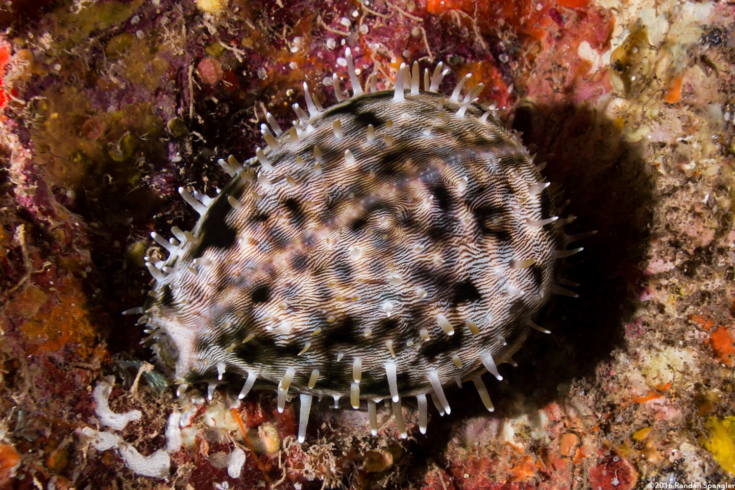 Cypraea tigris (Tiger Cowry)
