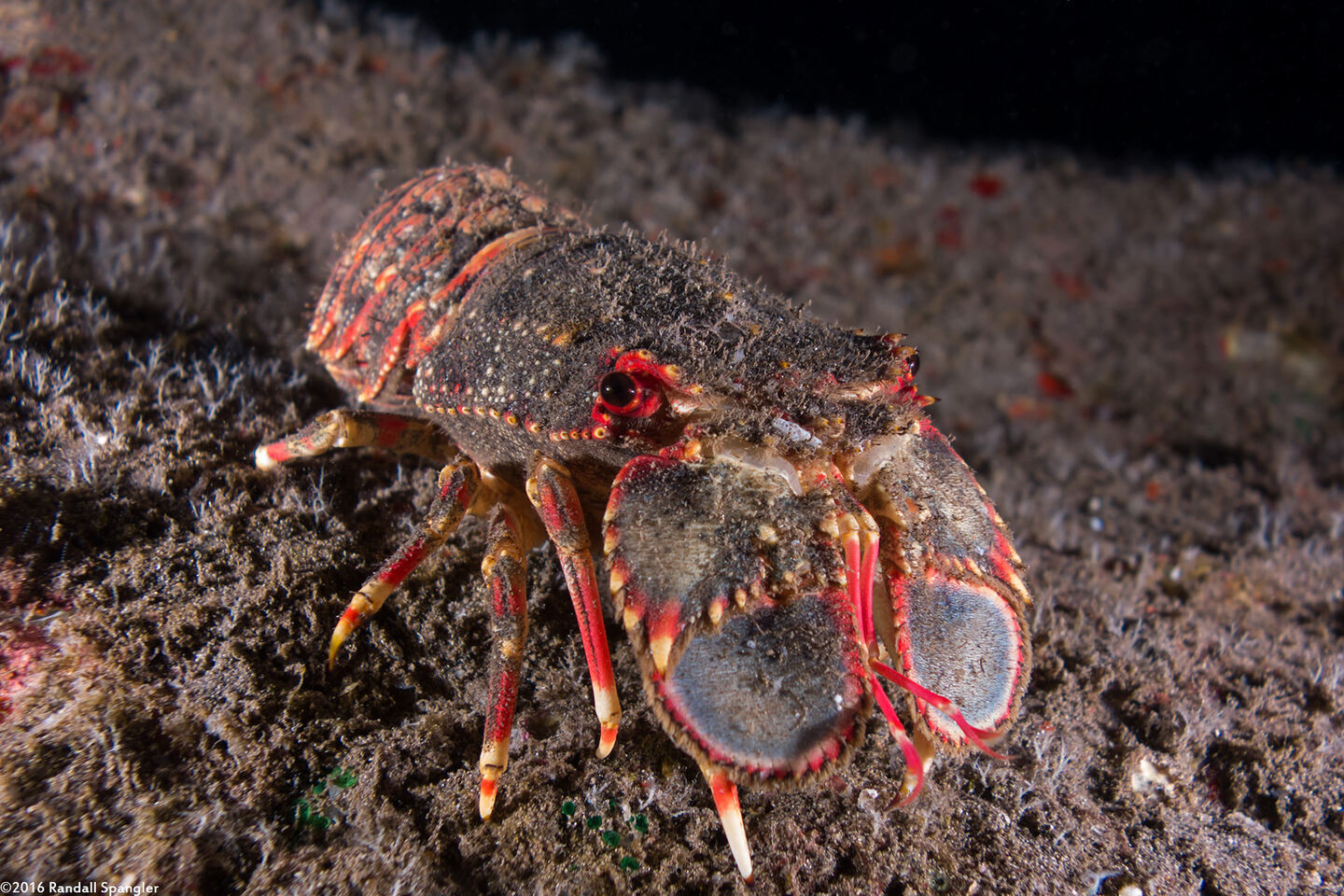 Arctides regalis (Regal Slipper Lobster)