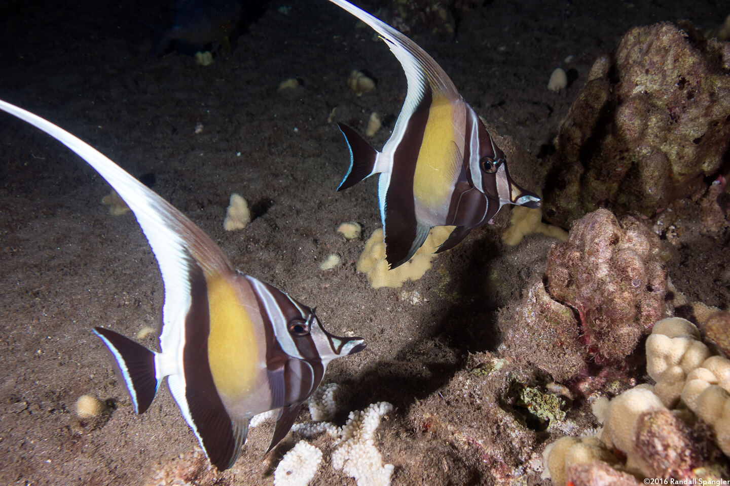 Zanclus cornutus (Moorish Idol)