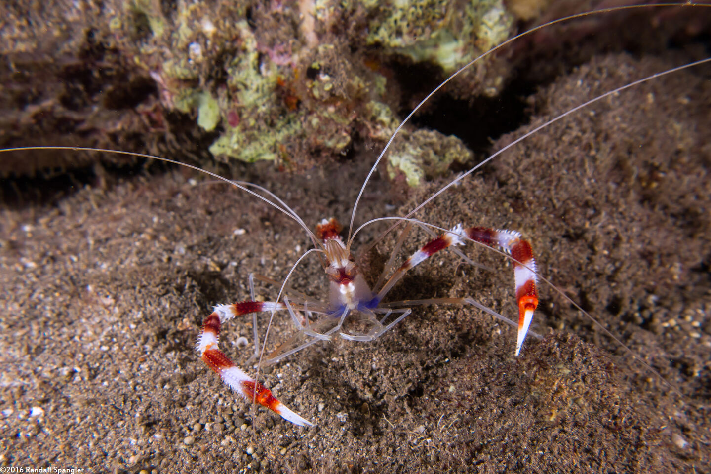 Stenopus hispidus (Banded Coral Shrimp)