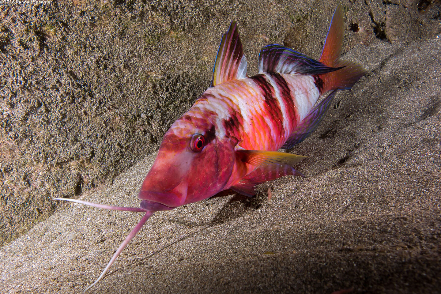 Parupeneus multifasciatus (Manybar Goatfish)
