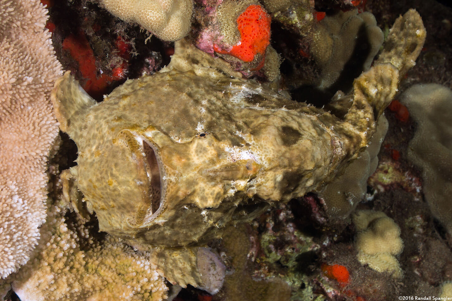 Antennarius commerson (Commerson's Frogfish)