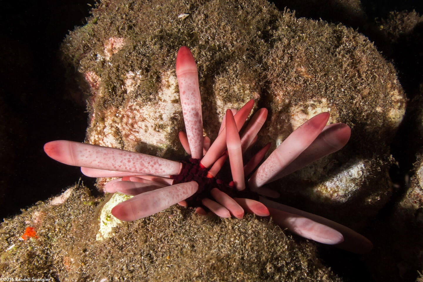 Heterocentrotus mamillatus (Red Pencil Urchin)