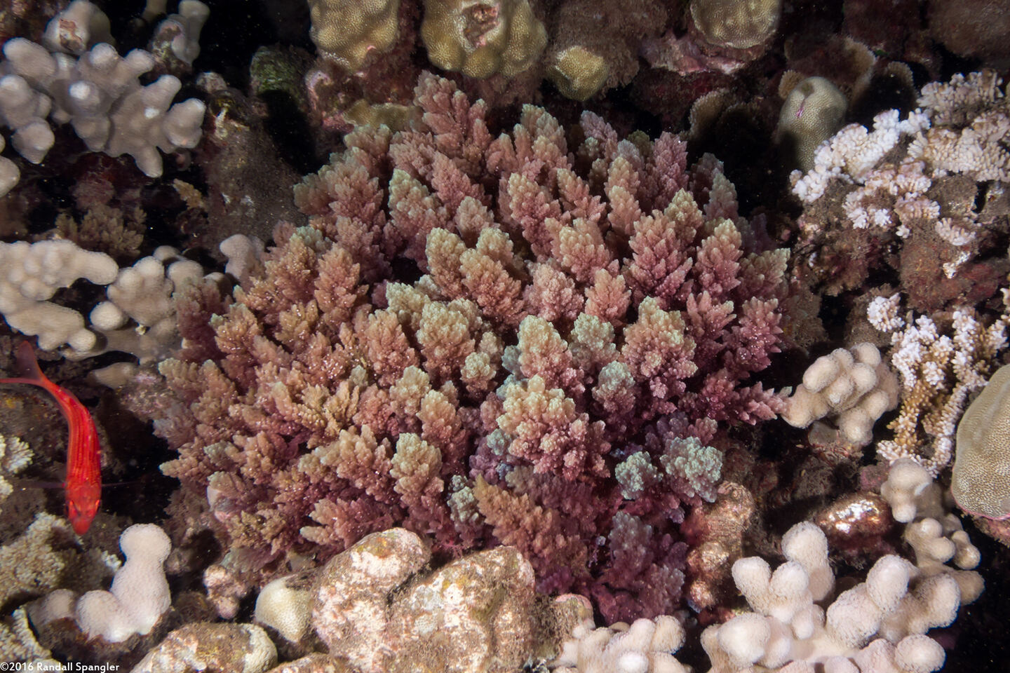 Asparagopsis taxiformis (Asparagus Seaweed)