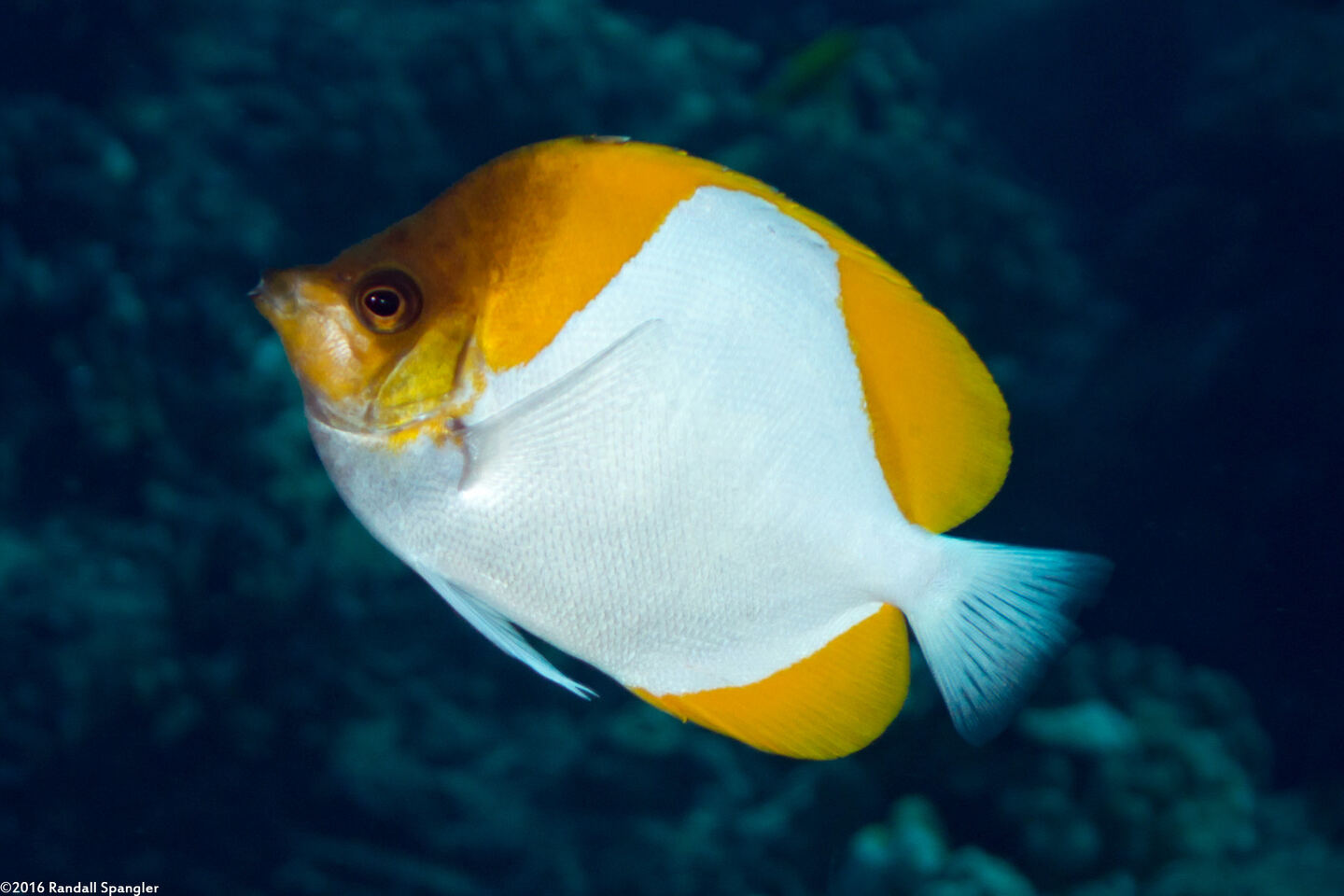 Hemitaurichthys polylepis (Pyramid Butterflyfish)