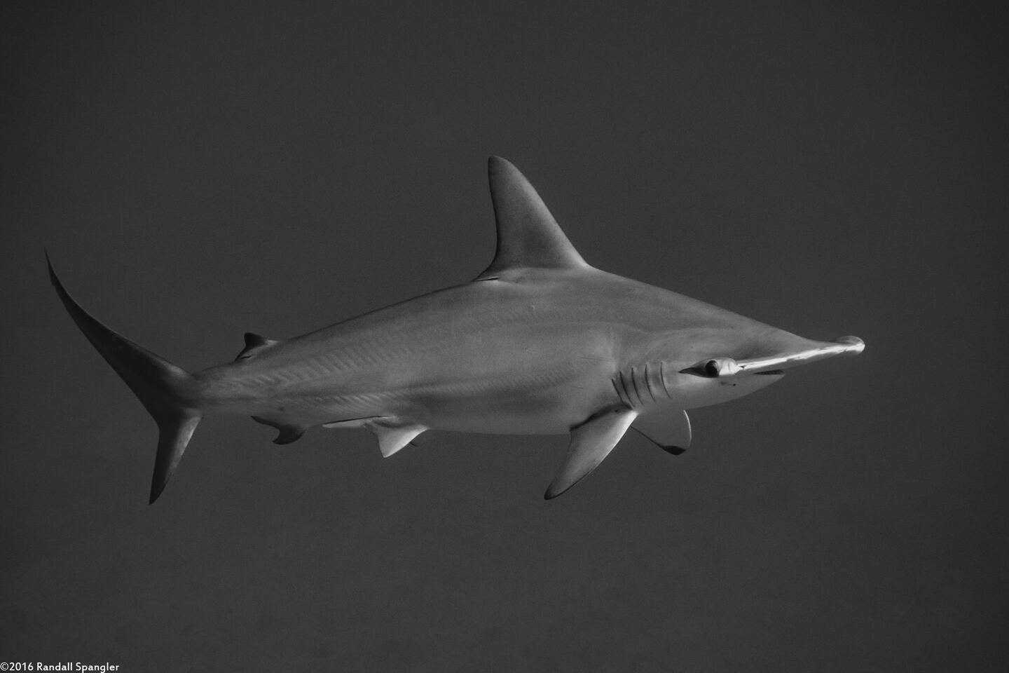 Sphyma lewini (Scalloped Hammerhead Shark)