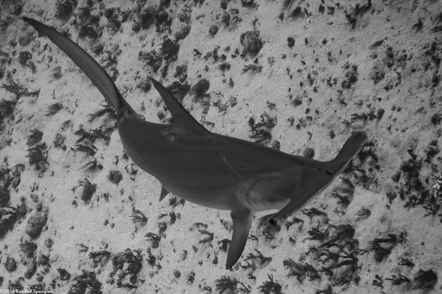 Sphyma lewini (Scalloped Hammerhead Shark)