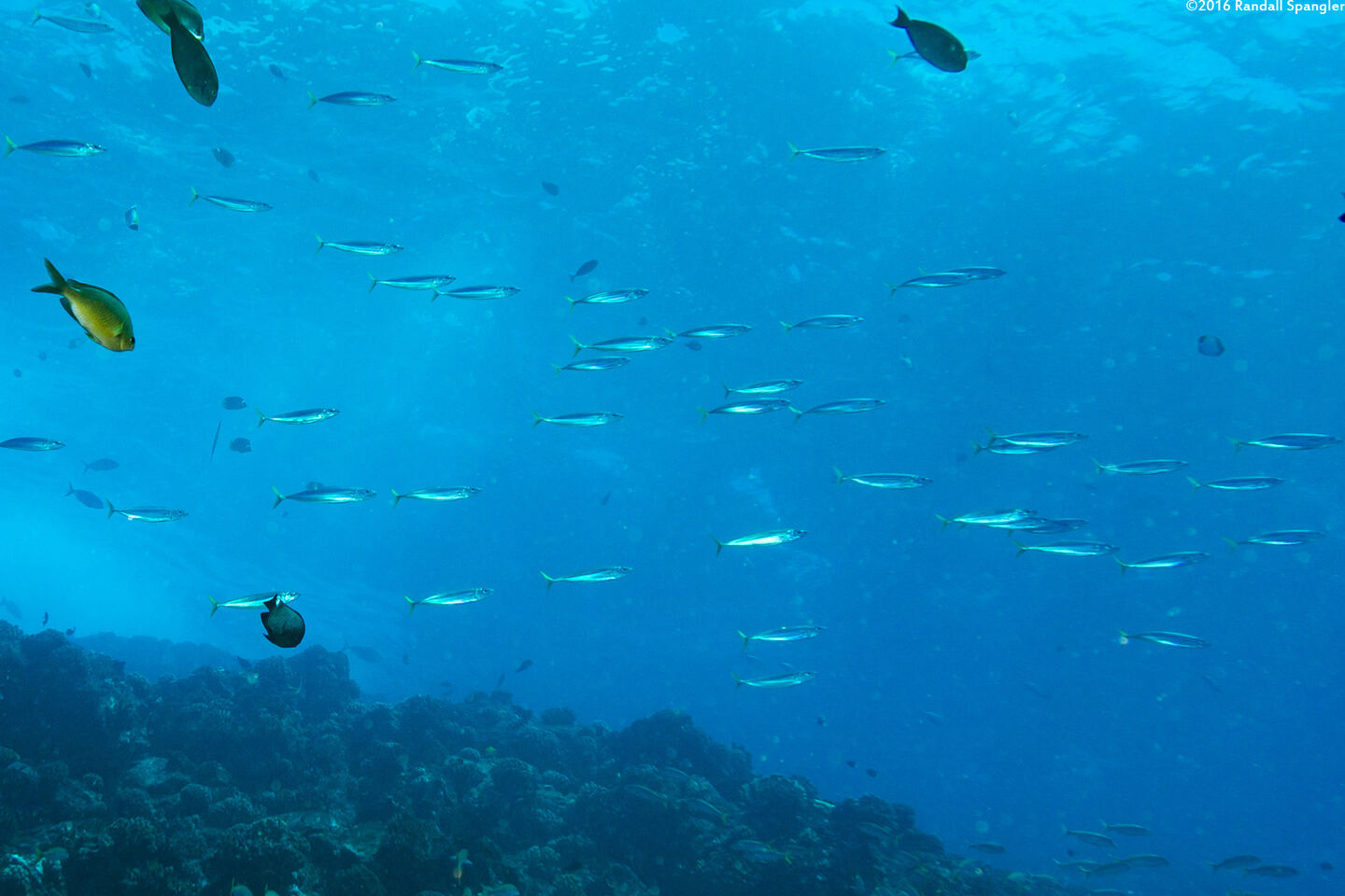 Decapterus macarellus (Mackerel Scad)