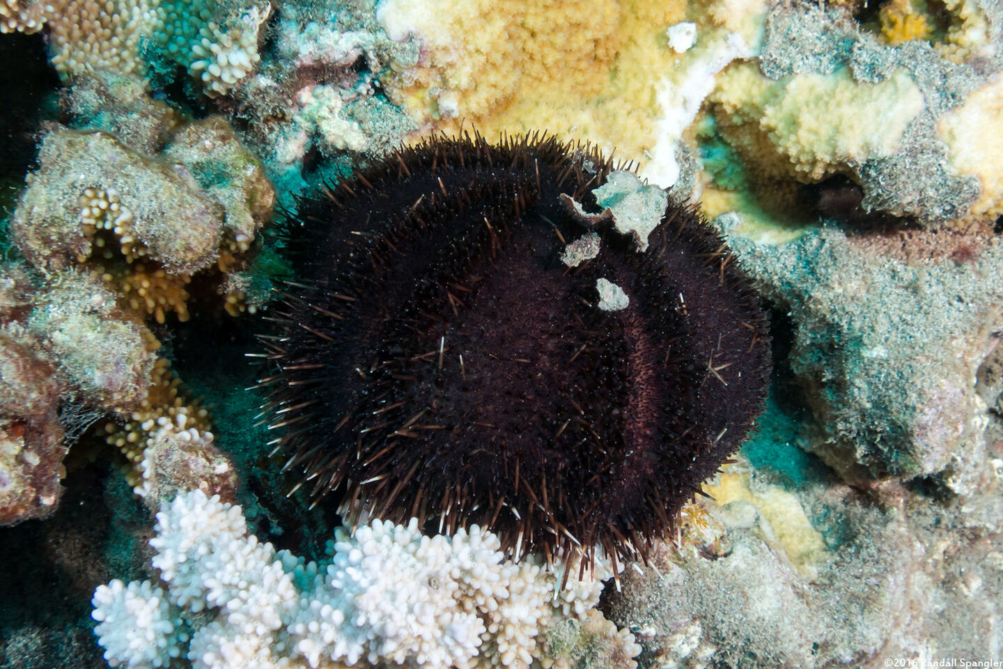 Tripneustes gratilla (Collector Urchin)
