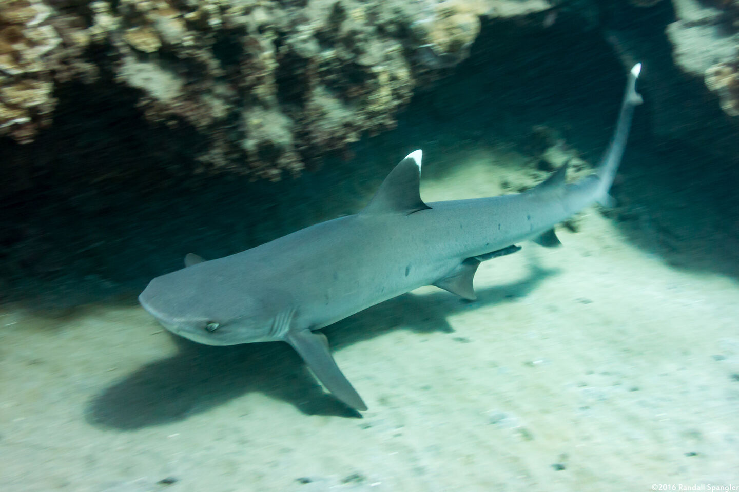 Triaenodon obesus (Whitetip Reef Shark)