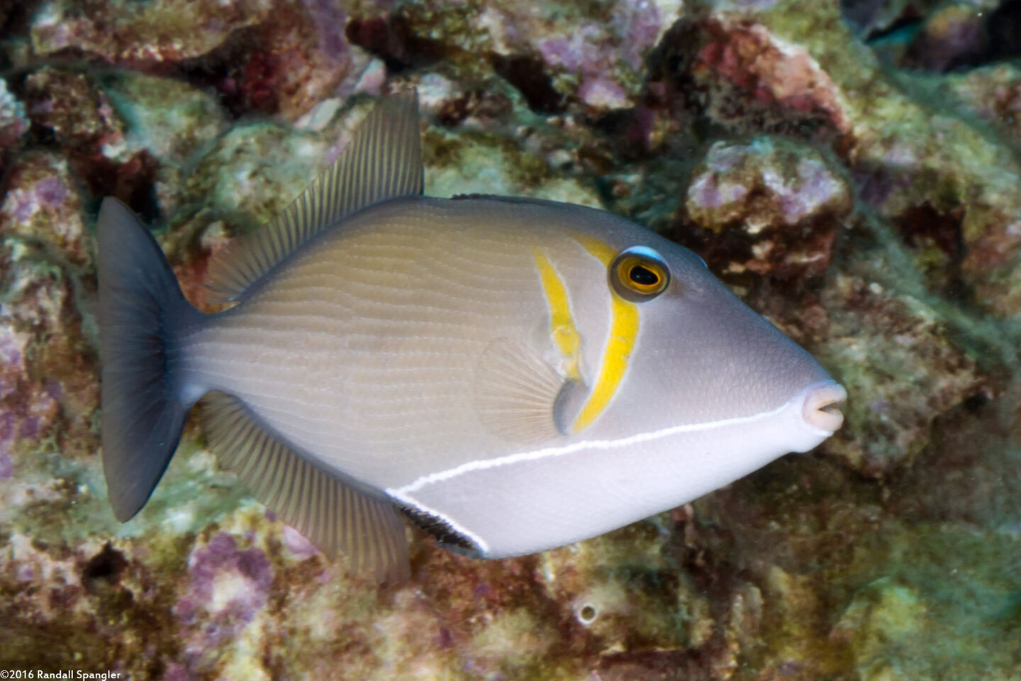 Sufflamen bursa (Scythe Triggerfish)