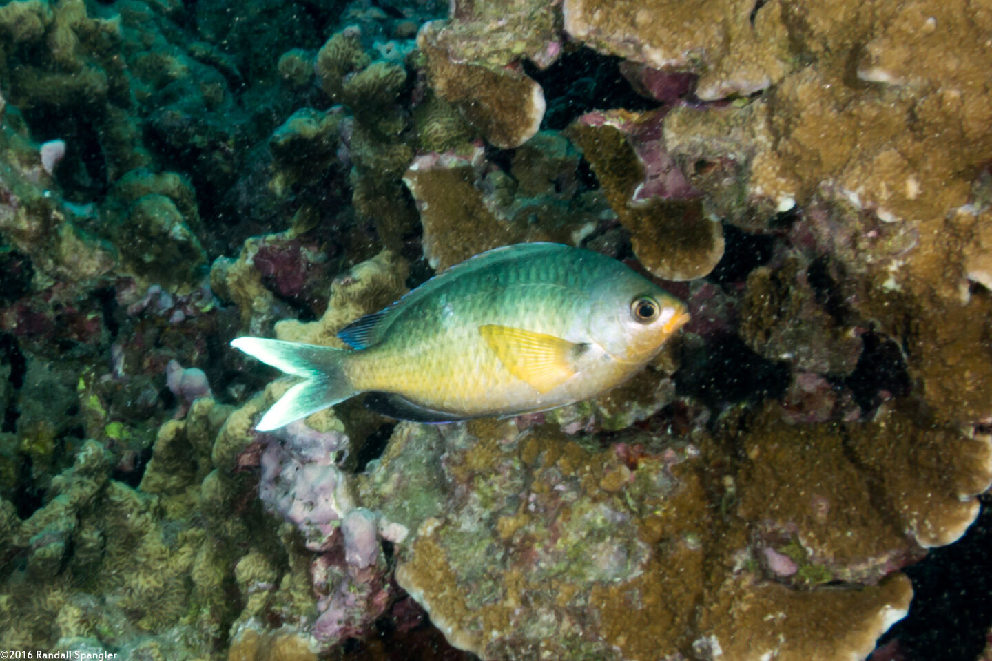 Chromis ovalis (Oval Chromis)