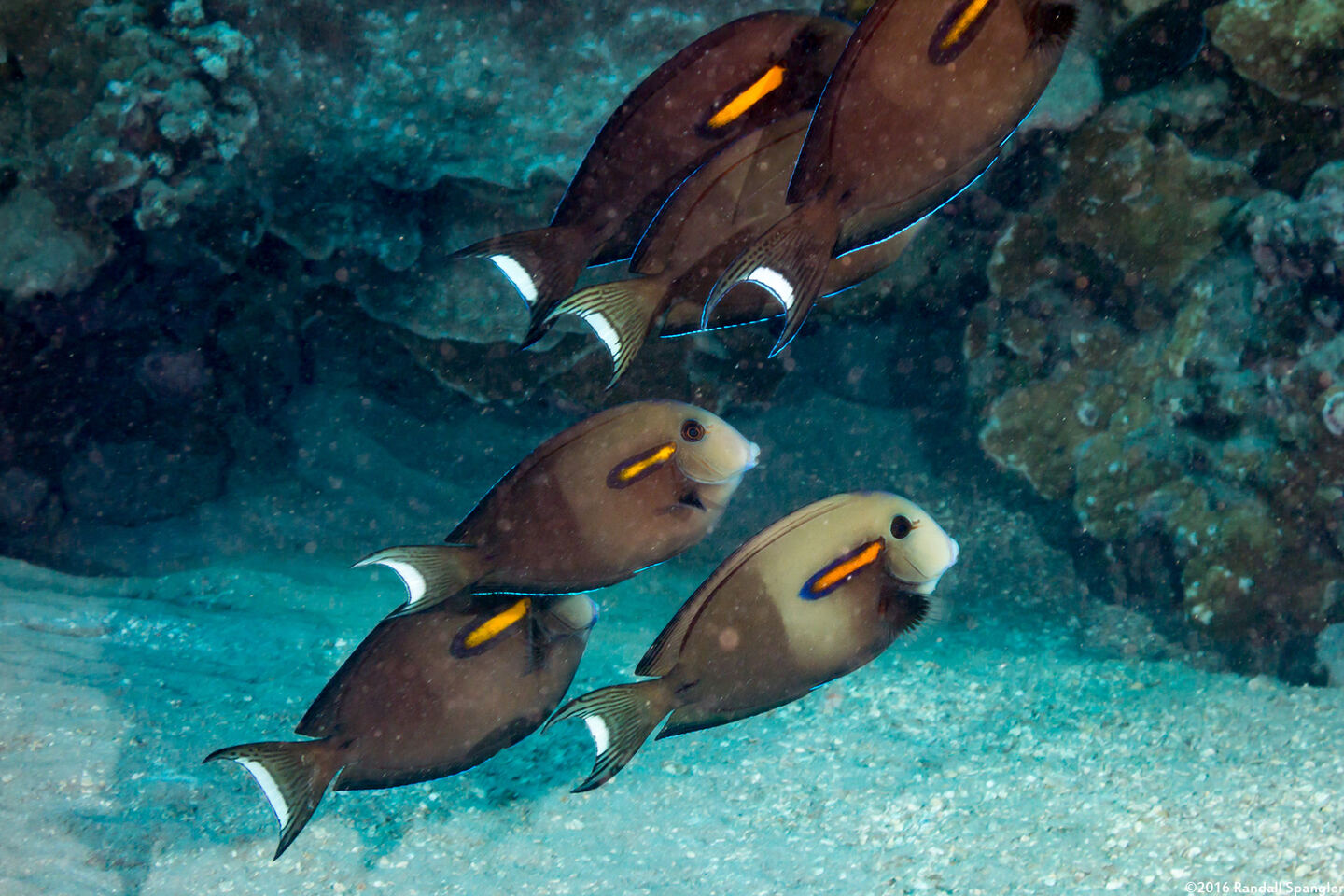 Acanthurus olivaceus (Orangeband Surgeonfish)