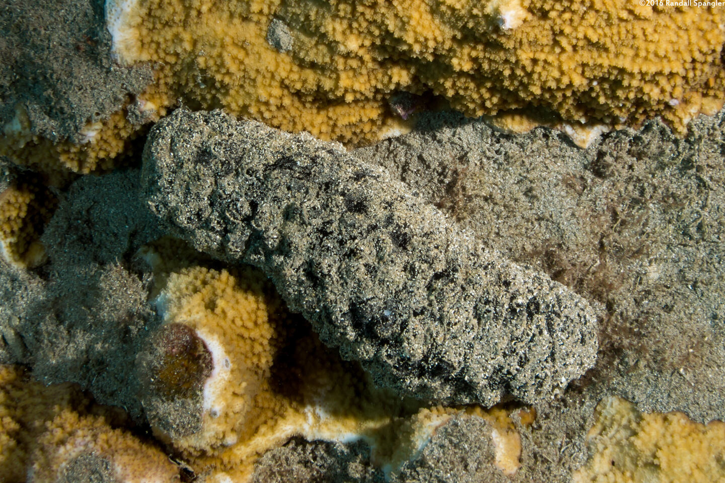 Holothuria whitmaei (Teated Sea Cucumber)