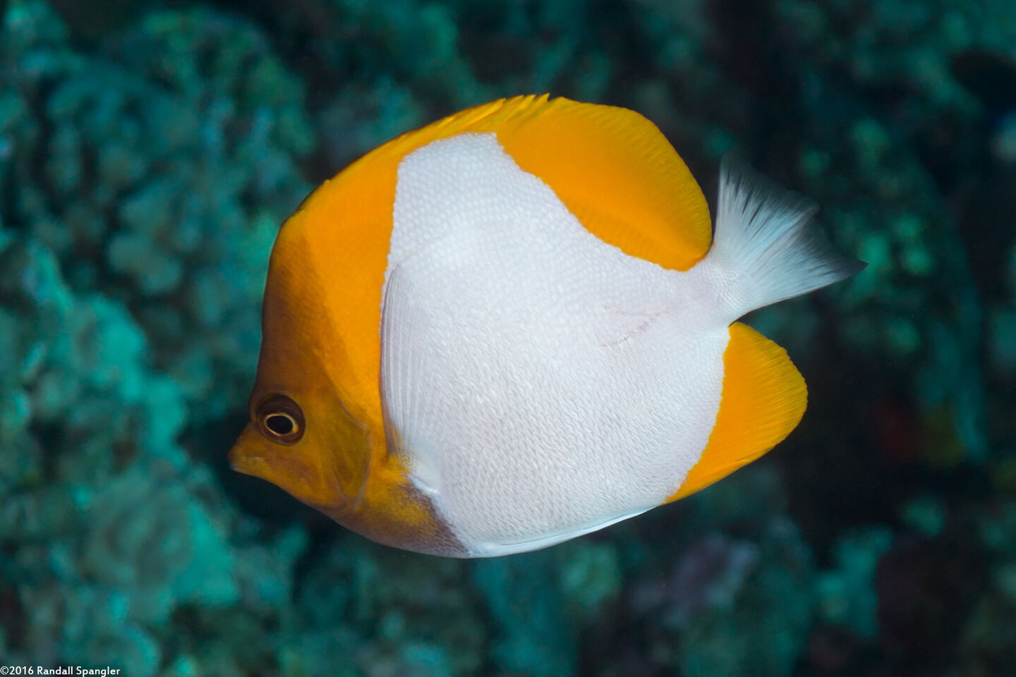 Hemitaurichthys polylepis (Pyramid Butterflyfish)