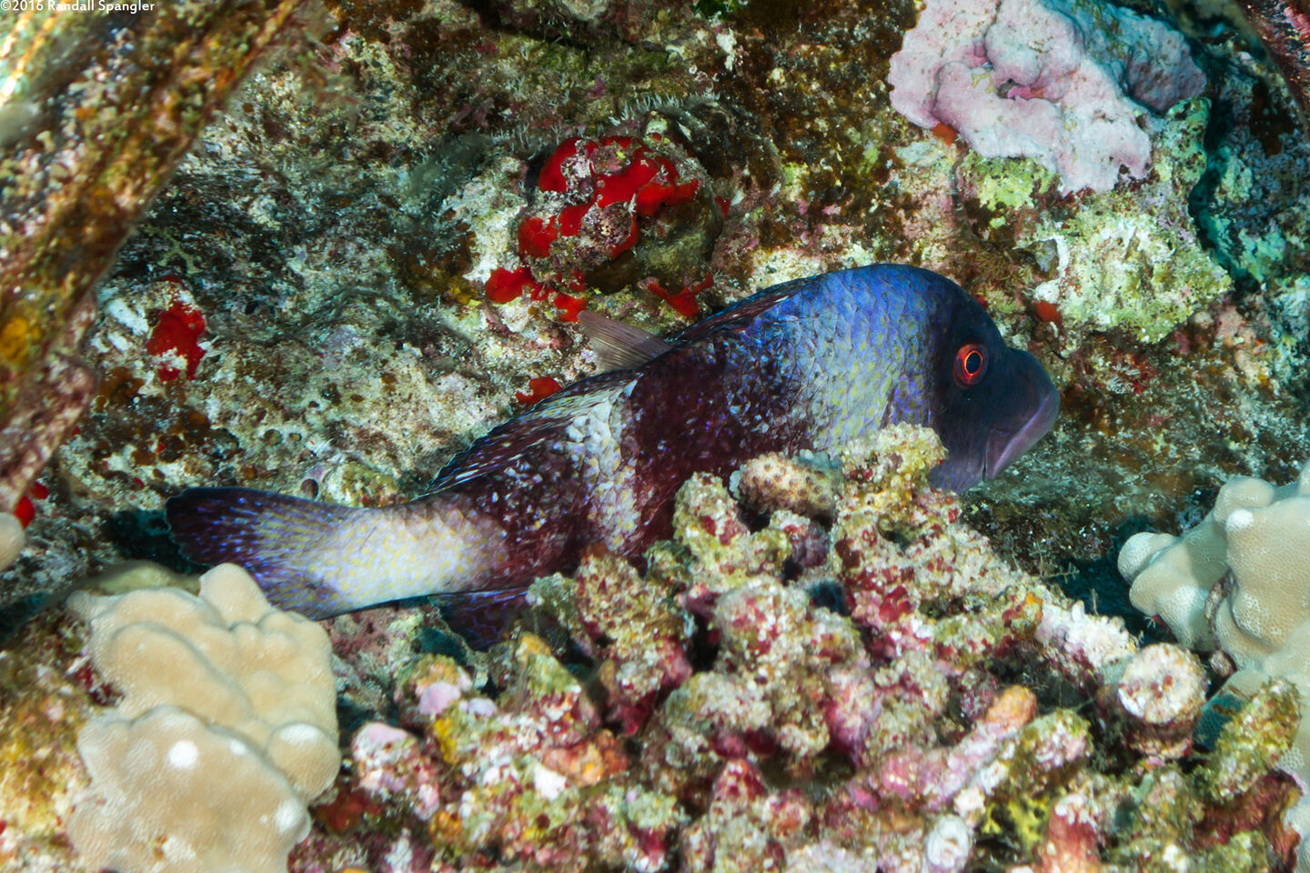 Parupeneus insularis (Island Goatfish)