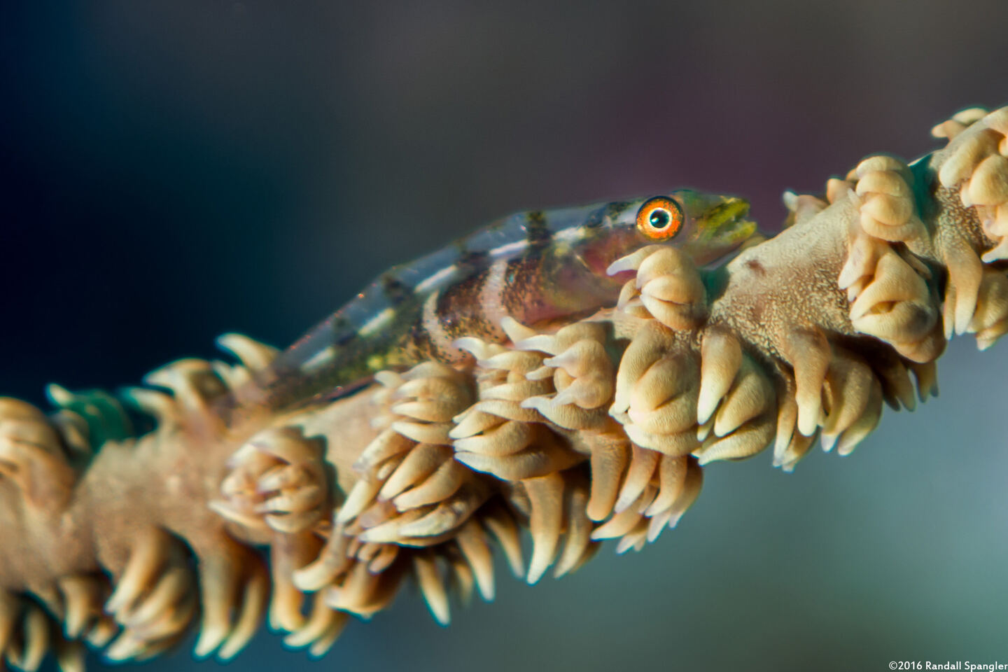Bryaninops yongei (Wire Coral Goby)