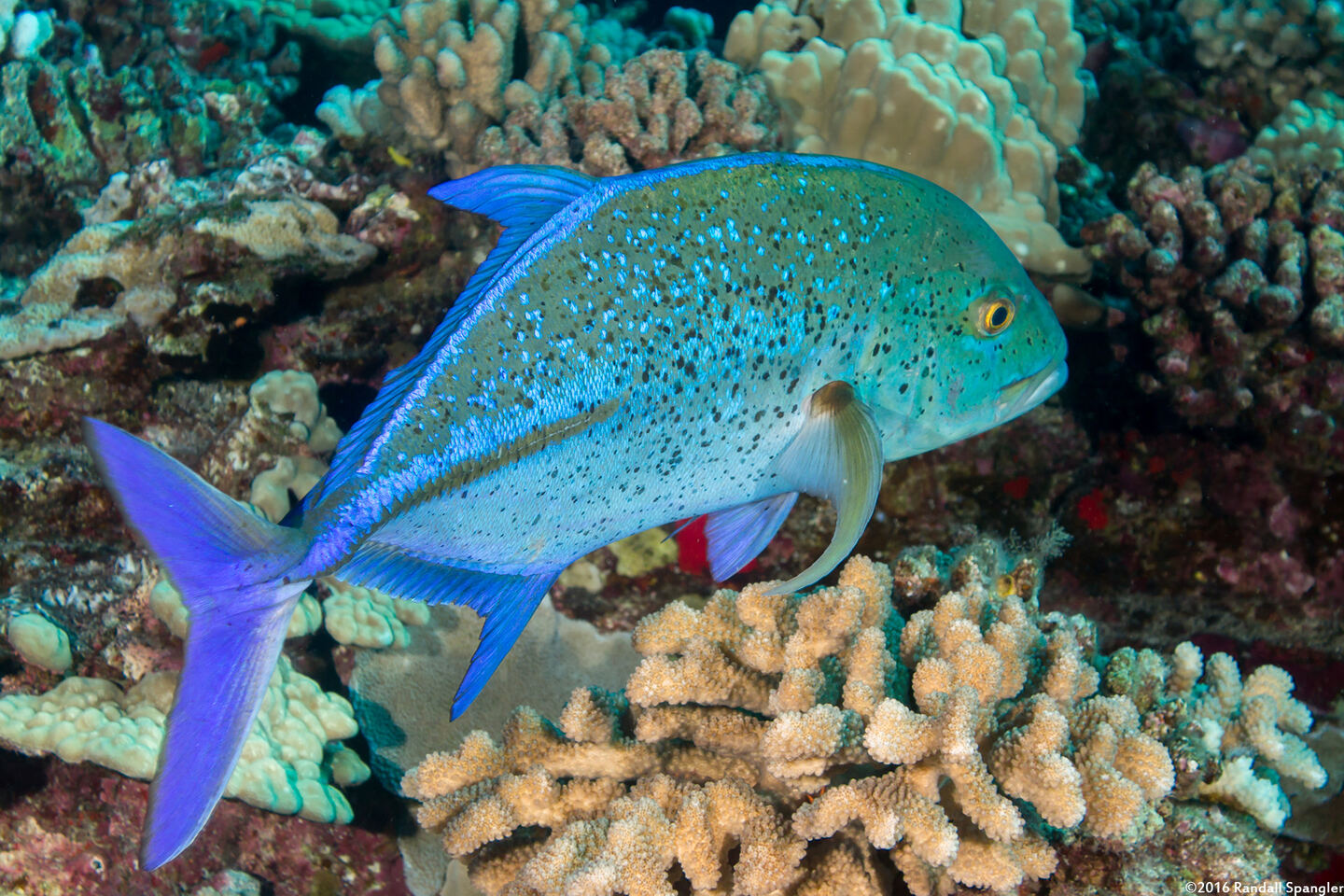 Caranx melampygus (Bluefin Trevally)