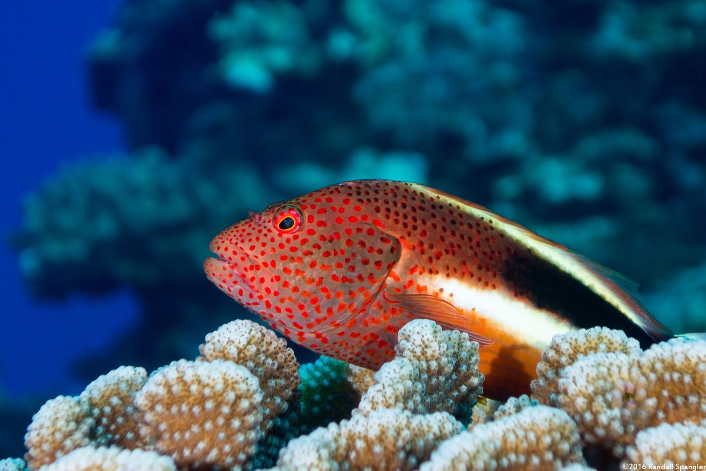 Paracirrhites forsteri (Freckled Hawkfish)