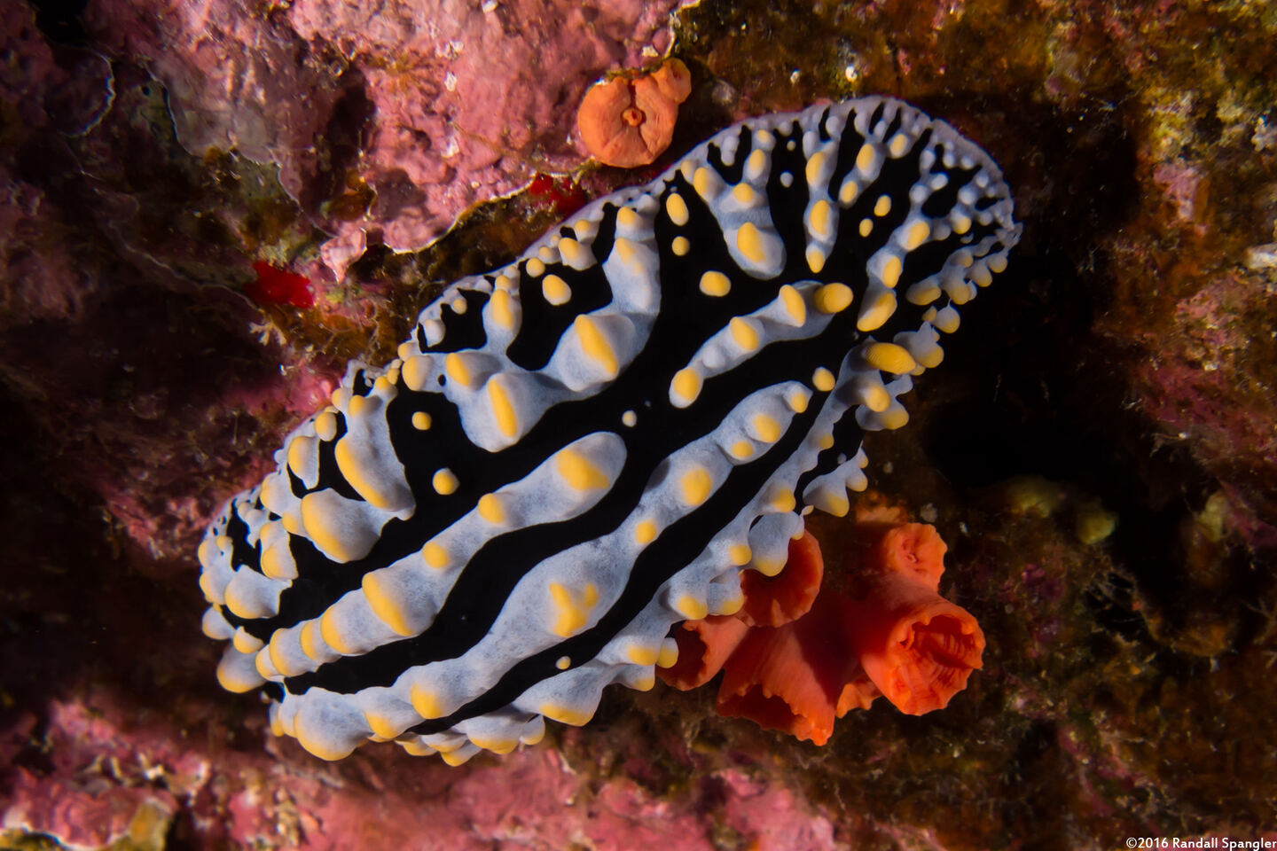 Phyllidia varicosa (Varicose Phyllidia)