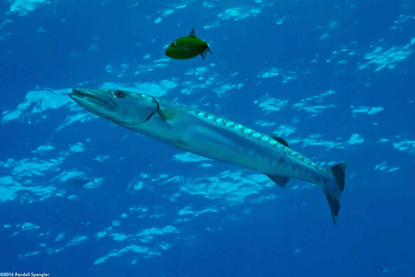 Sphyraena barracuda (Great Barracuda)